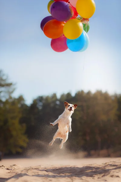 Dog Jack Russell Terrier jumps in the air to catch flying balloons