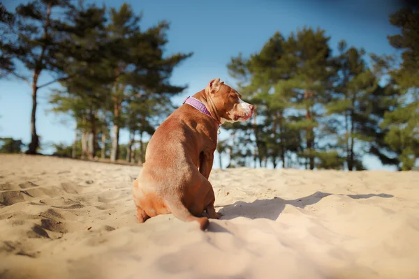 Chien de terrier américain staffordshire assis dans le sable — Photo