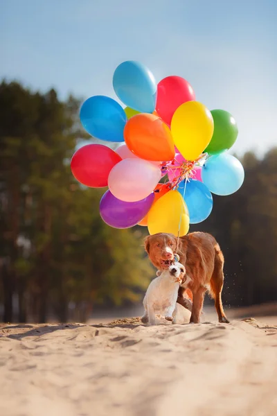 สุนัขสแตฟฟอร์ดเชียร์เทอร์เรียอเมริกันและสุนัข Jack Russell Terrier กระโดดในอากาศเพื่อจับลูกโป่งบิน — ภาพถ่ายสต็อก