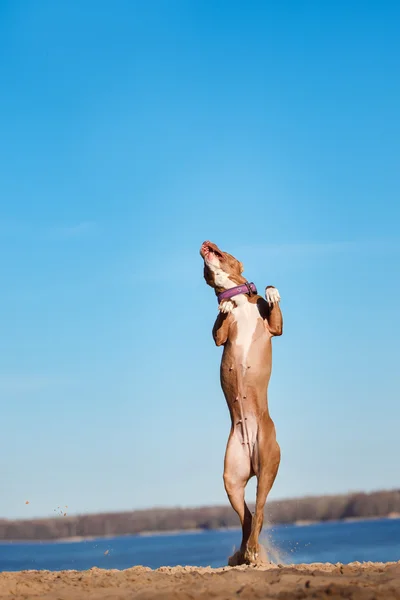 American staffordshire terrier dog jumps in the air to catch flying balloons