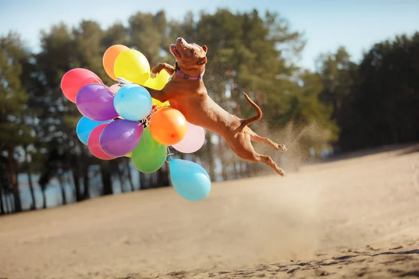 American staffordshire terrier chien saute dans les airs pour attraper des ballons volants — Photo