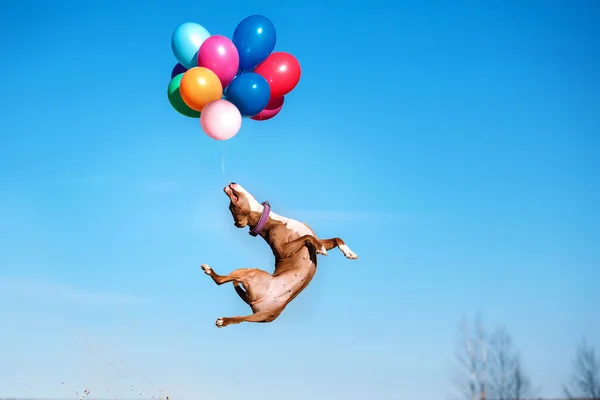 American staffordshire terrier dog jumps in the air to catch flying balloons