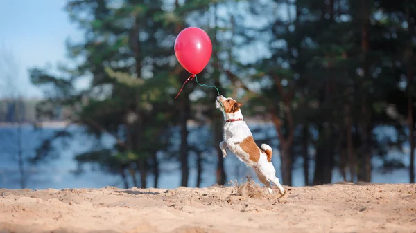 สุนัข Jack Russell Terrier กระโดดขึ้นไปในอากาศเพื่อจับลูกโป่งบิน — ภาพถ่ายสต็อก