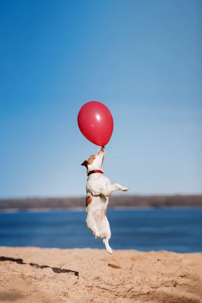 Perro Jack Russell Terrier salta en el aire para atrapar globos voladores —  Fotos de Stock