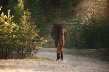 bir çayırda paça at