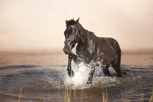 Horse on nature. Portrait of a horse, — Stock Photo, Image