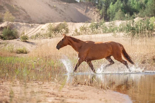 Cavalo Vermelho na natureza. Retrato de um cavalo — Fotografia de Stock