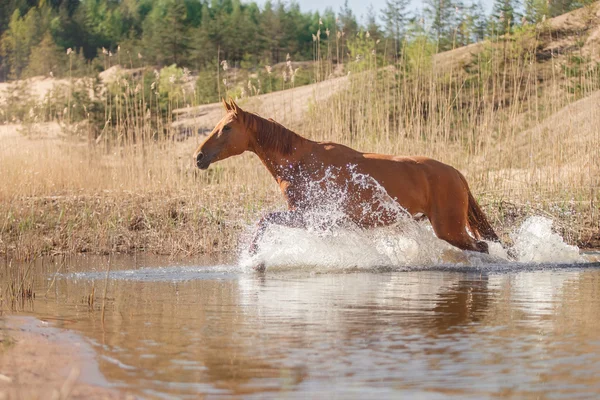 Cavalo Vermelho na natureza. Retrato de um cavalo — Fotografia de Stock