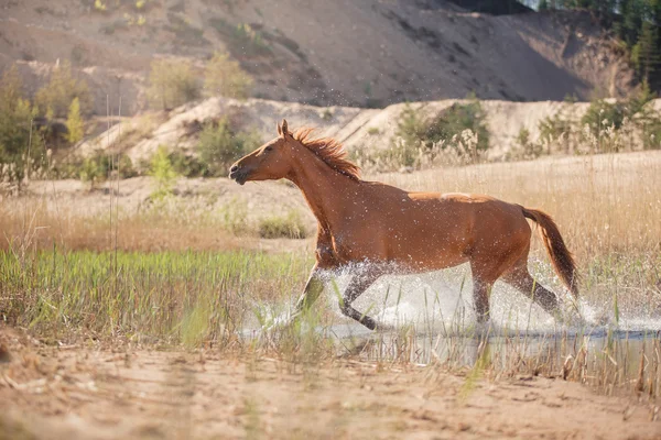 Cavalo Vermelho na natureza. Retrato de um cavalo — Fotografia de Stock