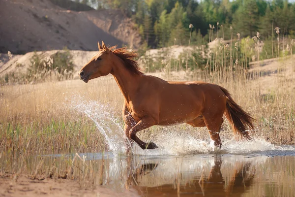 Cavalo Vermelho na natureza. Retrato de um cavalo — Fotografia de Stock