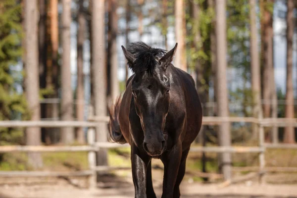 Horse trotting in a meadow — Stock Photo, Image