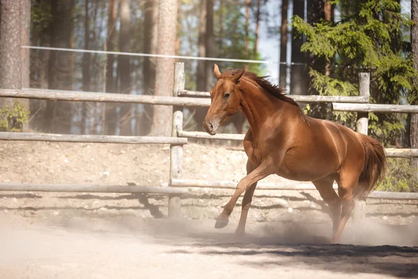 Red horse trotting in a meadow — Stock Photo, Image