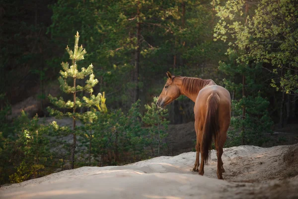 Rotes Pferd trabt auf einer Weide — Stockfoto