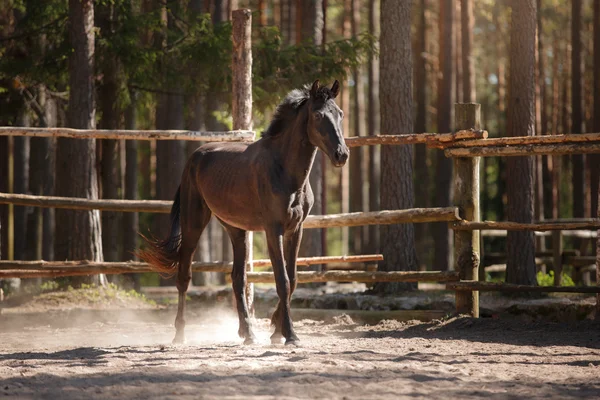 Cavalo trote em um prado — Fotografia de Stock