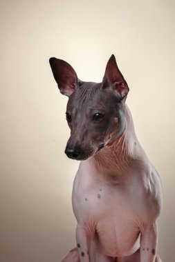 Xoloitzcuintle - tüysüz Meksikalı köpek doğurmak