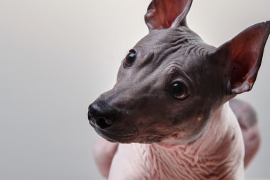 Xoloitzcuintle - tüysüz Meksikalı köpek doğurmak