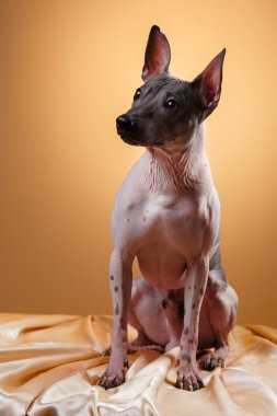 Xoloitzcuintle - tüysüz Meksikalı köpek doğurmak