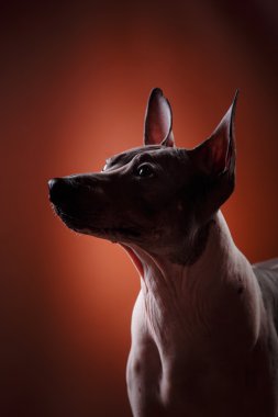 Xoloitzcuintle - tüysüz Meksikalı köpek doğurmak