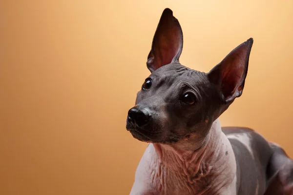 Xoloitzcuintle - anjing mexican tanpa bulu — Stok Foto