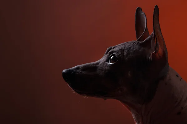 Xoloitzcuintle - meztelen mexikói kutyafajta — Stock Fotó