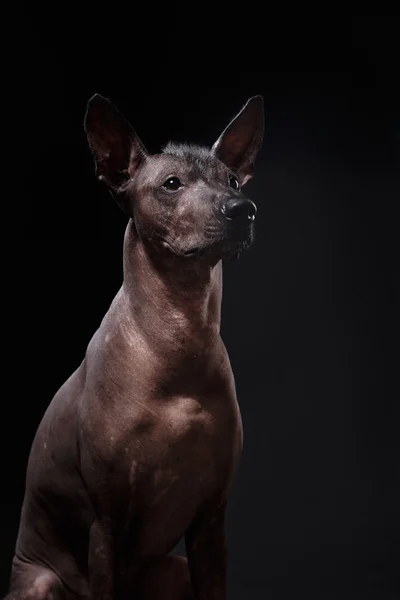 Xoloitzcuintle - race mexicaine sans poils chien — Photo