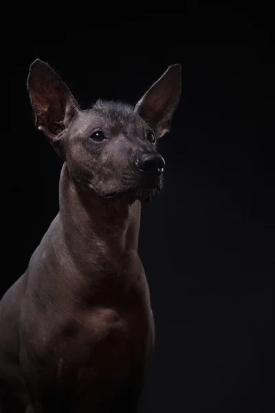 Xoloitzcuintle - hairless mexican dog breed — Stock Photo, Image