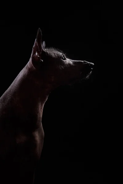 Xoloitzcuintle - hairless mexican dog breed — Stock Photo, Image