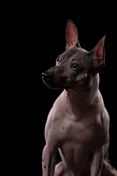 Xoloitzcuintle - tüysüz Meksikalı köpek doğurmak — Stok fotoğraf