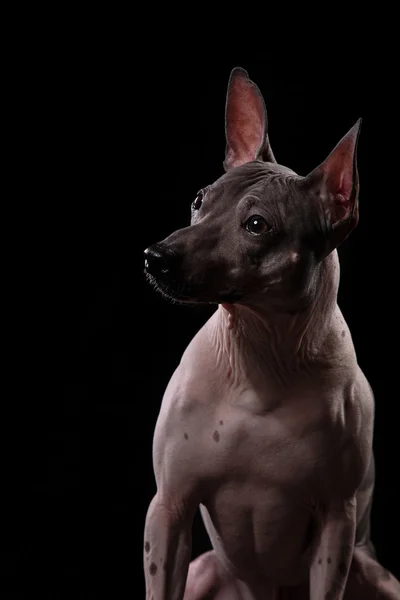 Xoloitzcuintle - race mexicaine sans poils chien — Photo