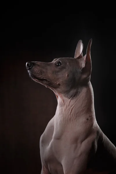 Xoloitzcuintle - race mexicaine sans poils chien — Photo