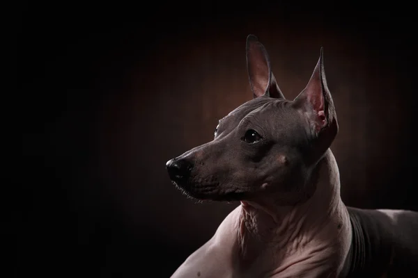 Xoloitzcuintle - raça cão mexicano sem pêlos — Fotografia de Stock