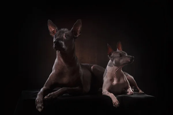 Xoloitzcuintle - hairless mexican dog breed — Stock Photo, Image