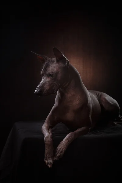 Xoloitzcuintle - race mexicaine sans poils chien — Photo