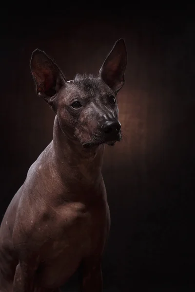 Xoloitzcuintle - Mexicaanse naakthond RAS — Stockfoto