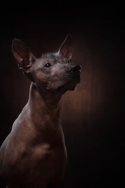 Xoloitzcuintle - hairless mexican dog breed — Stock Photo, Image