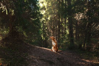 Köpek Nova Scotia Duck Tolling Retriever yaz Park'ta yürüyordunuz