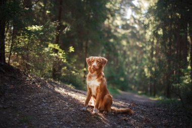 Köpek Nova Scotia Duck Tolling Retriever yaz Park'ta yürüyordunuz