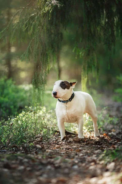 Dog Bull Terrier caminhando no parque — Fotografia de Stock