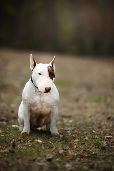 Cane Bull Terrier a piedi nel parco — Foto Stock