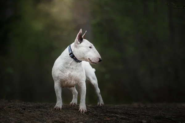 De Terriër van de stier hond wandelen in het park — Stockfoto