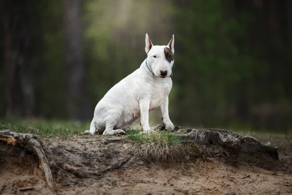 Dog Bull Terrier walking in the park — Stock Photo, Image