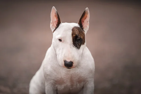 Dog Bull Terrier caminhando no parque — Fotografia de Stock