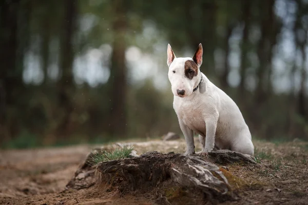Séta a parkban kutyát Bull Terrier — Stock Fotó