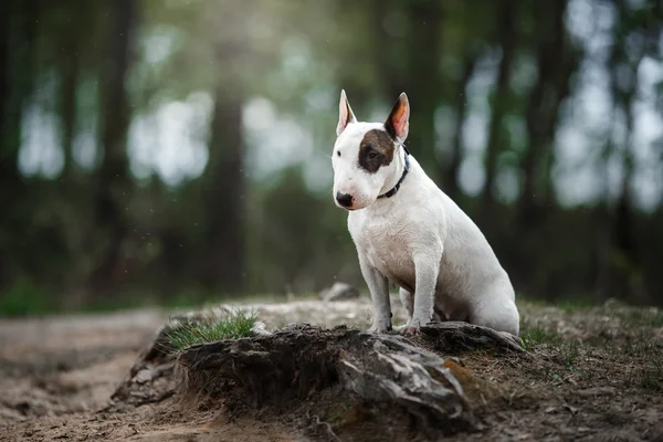 Psa bulteriéra procházky v parku — Stock fotografie