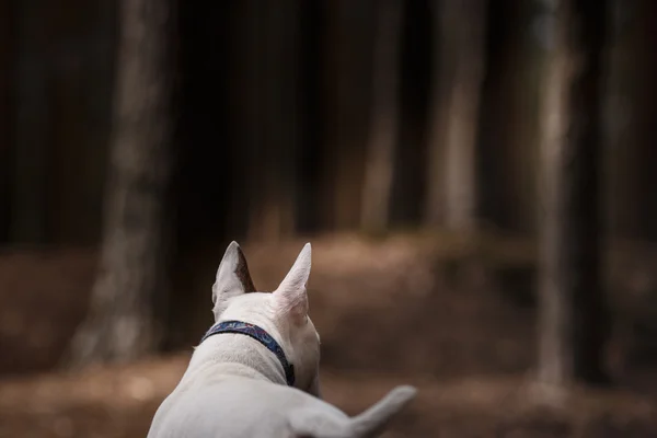 Hund bullterrier promenader i parken — Stockfoto