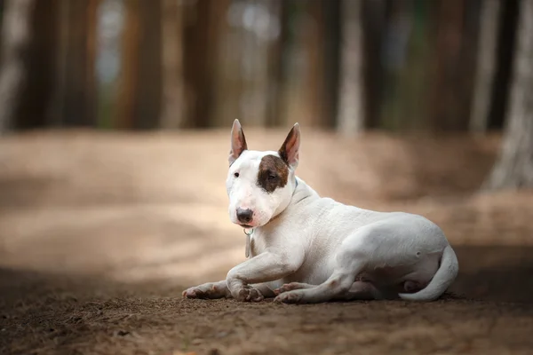 Dog Bull Terrier caminhando no parque — Fotografia de Stock
