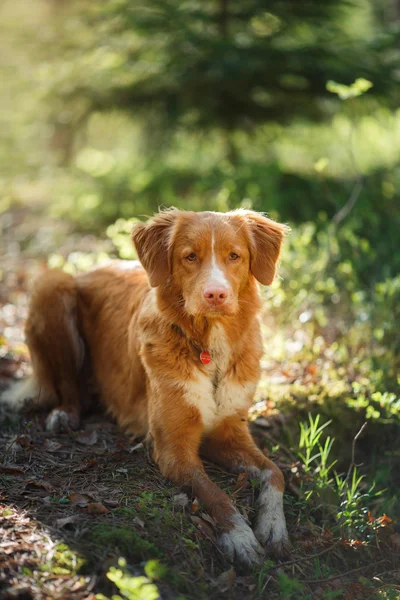 Pies Nova Scotia Duck Tolling Retriever spaceru w parku lato — Zdjęcie stockowe