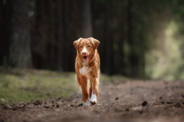 Köpek Nova Scotia Duck Tolling Retriever yaz Park'ta yürüyordunuz