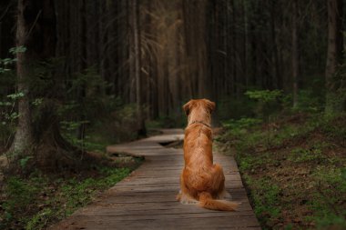 Köpek Nova Scotia Duck Tolling Retriever yaz Park'ta yürüyordunuz