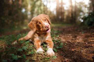 Köpek Nova Scotia Duck Tolling Retriever yaz Park'ta yürüyordunuz